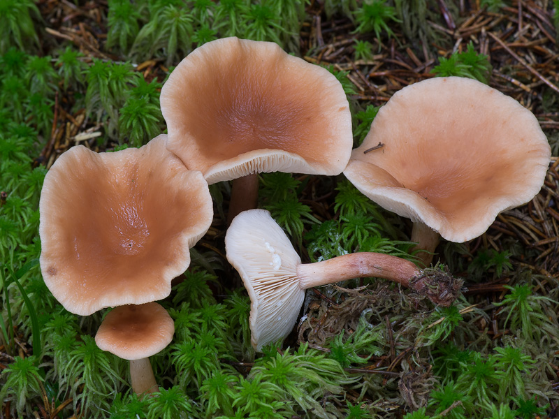 Lactarius tabidus